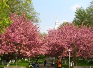 ссакури